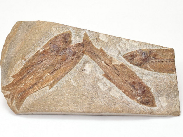 Обои картинки фото разное, ракушки, кораллы, декоративные, spa, камни