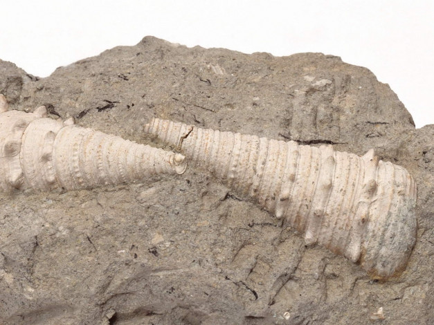 Обои картинки фото разное, ракушки, кораллы, декоративные, spa, камни