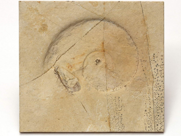 Обои картинки фото разное, ракушки, кораллы, декоративные, spa, камни