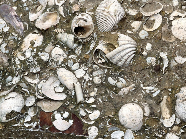 Обои картинки фото разное, ракушки, кораллы, декоративные, spa, камни