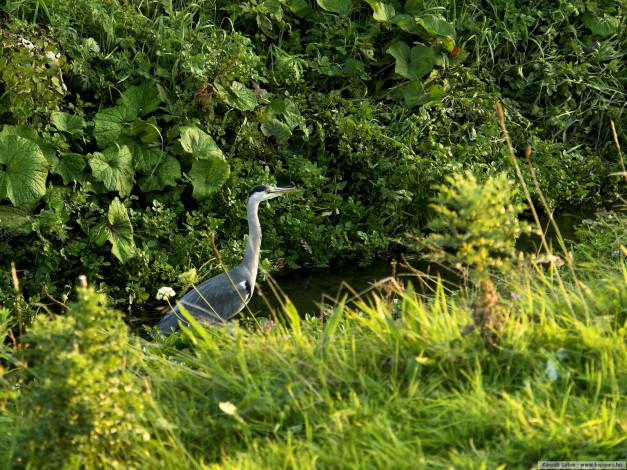 Обои картинки фото животные, цапли