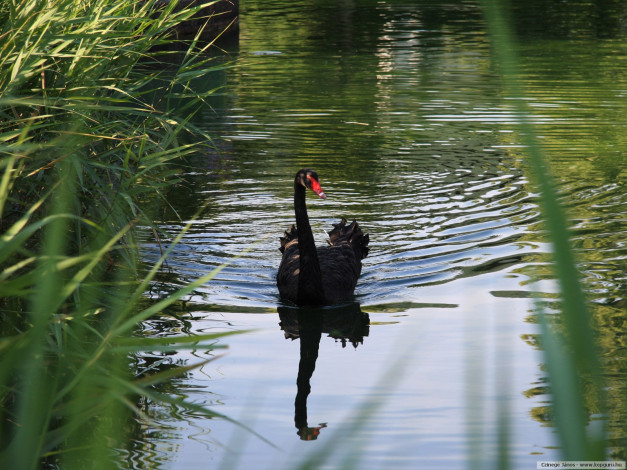 Обои картинки фото животные, лебеди