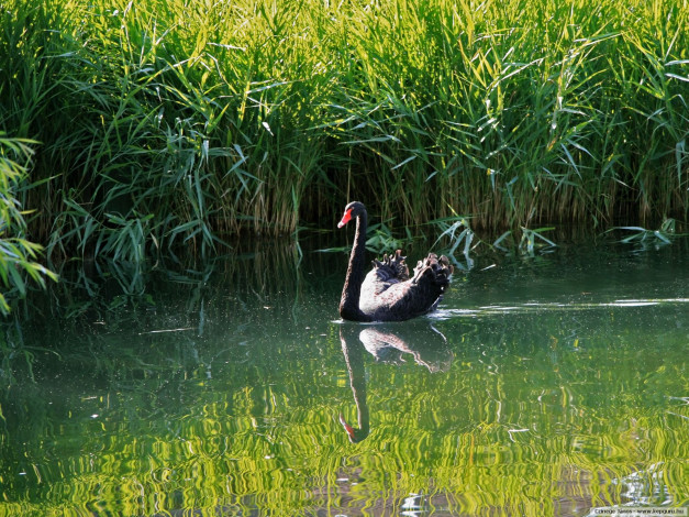 Обои картинки фото животные, лебеди