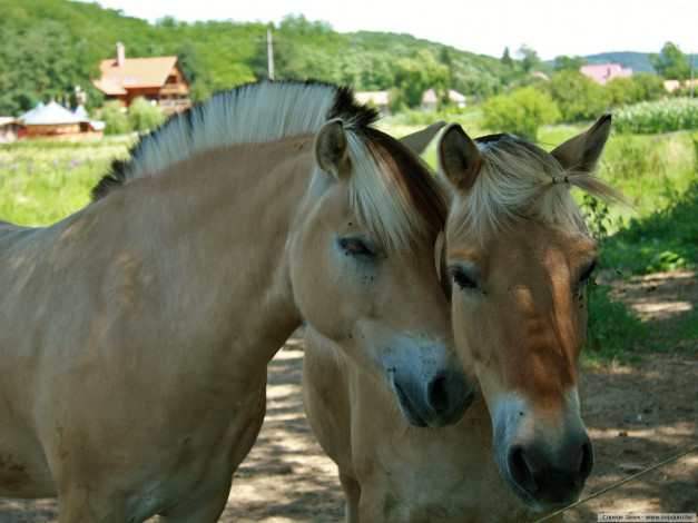 Обои картинки фото животные, лошади