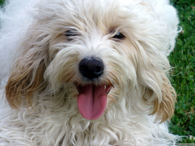 Обои картинки фото животные, собаки