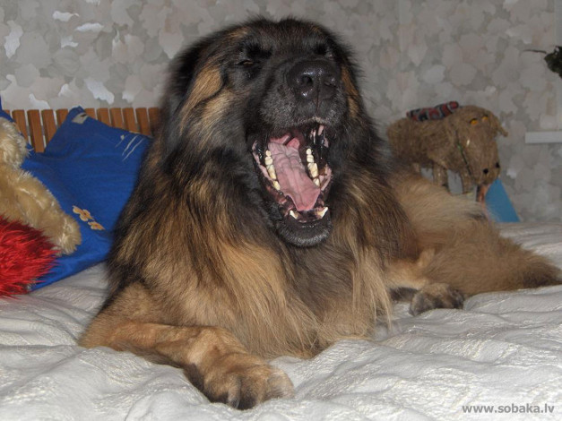 Обои картинки фото животные, собаки