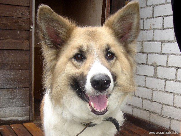 Обои картинки фото животные, собаки