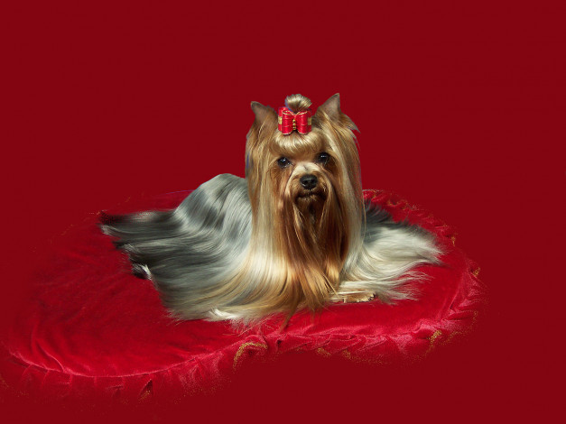 Обои картинки фото животные, собаки