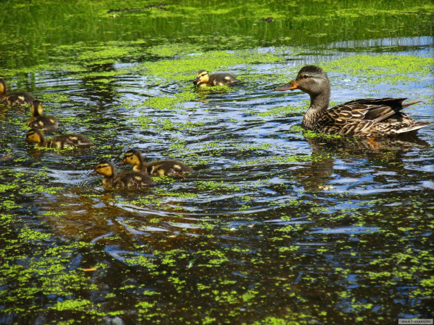 Обои картинки фото животные, утки