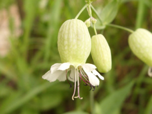 Картинка цветы