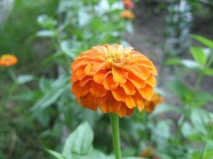 Картинка цветы цинния