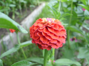 Картинка цветы цинния