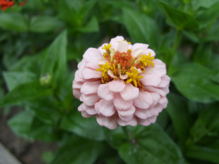 Картинка цветы цинния