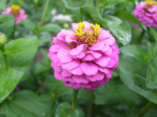 Картинка цветы цинния