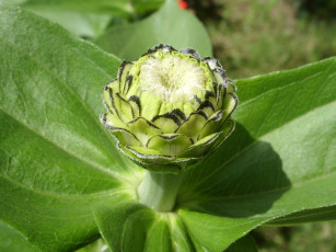 Картинка цветы цинния