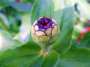 Картинка цветы цинния