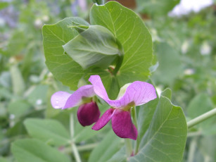 Картинка цветы душистый горошек