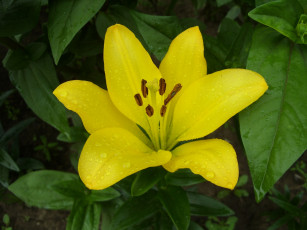 Картинка цветы лилии лилейники