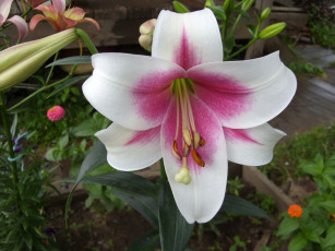 Картинка цветы лилии лилейники