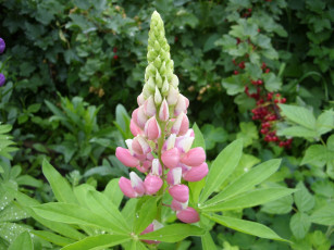 Картинка цветы люпин