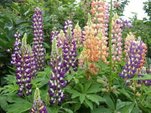 Картинка цветы люпин