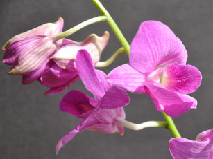 Картинка цветы орхидеи