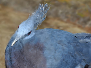 Картинка животные голуби