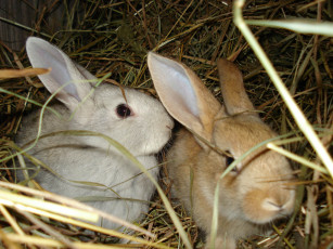 Картинка животные кролики зайцы