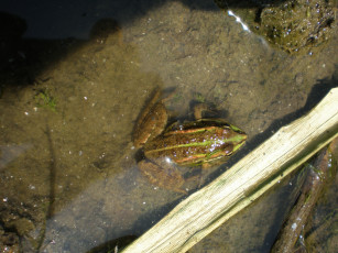 Картинка животные лягушки