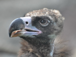 Картинка животные птицы хищники