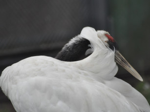 Картинка животные журавли