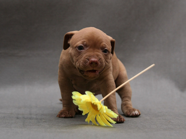 Обои картинки фото авт, ekaterina, koki, животные, собаки