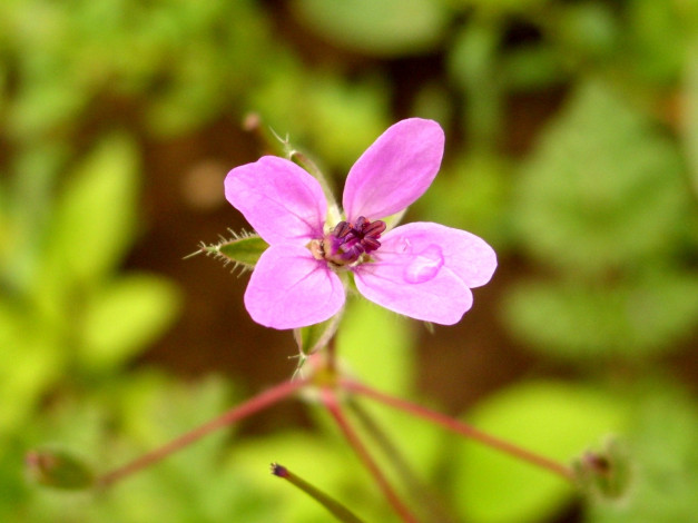Обои картинки фото цветы