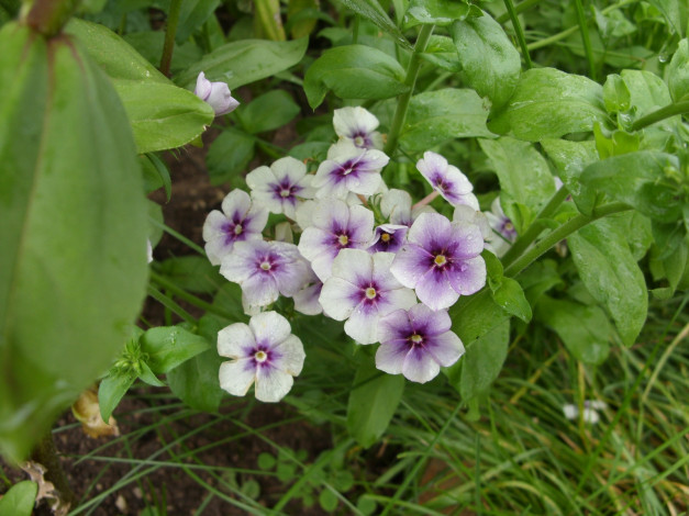 Обои картинки фото цветы, бальзамины