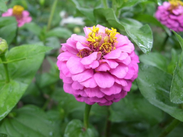 Обои картинки фото цветы, цинния