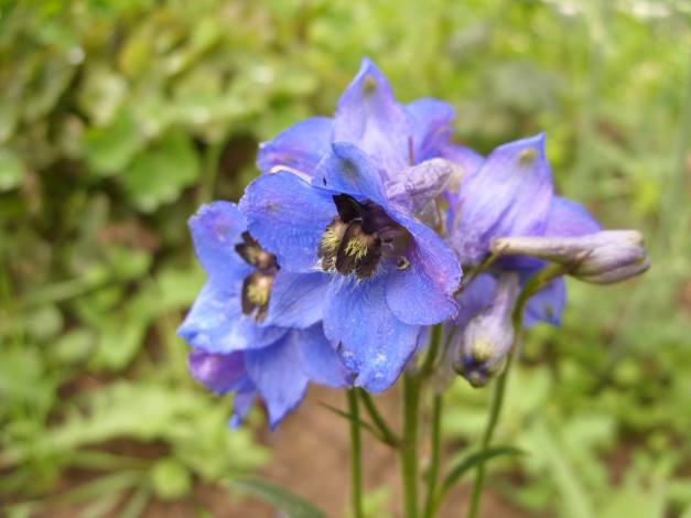 Обои картинки фото цветы, дельфиниум