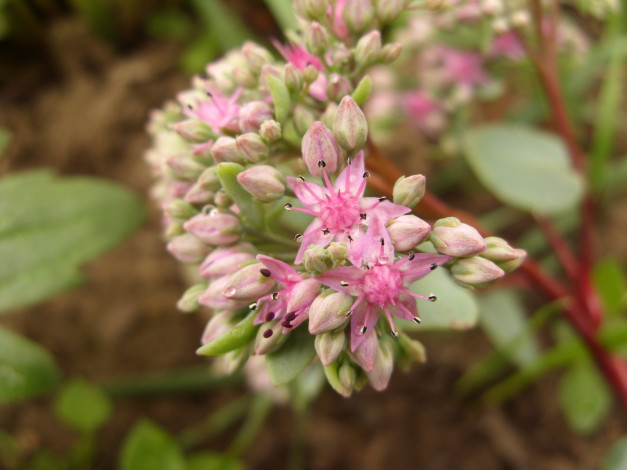 Обои картинки фото цветы, каланхоэ