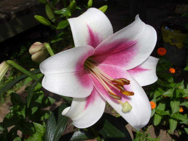 Обои картинки фото цветы, лилии, лилейники