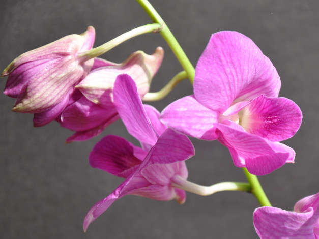 Обои картинки фото цветы, орхидеи
