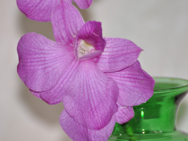 Обои картинки фото цветы, орхидеи