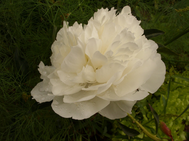 Обои картинки фото цветы, пионы