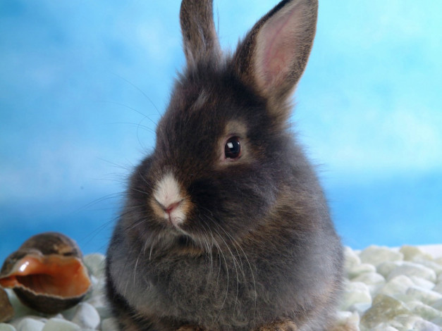 Обои картинки фото животные, кролики, зайцы