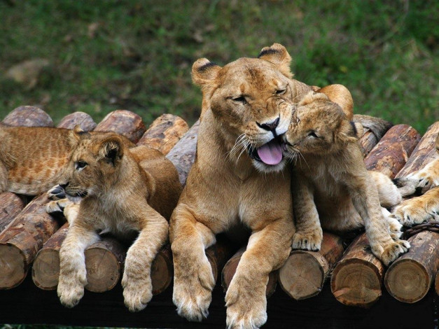 Обои картинки фото животные, львы