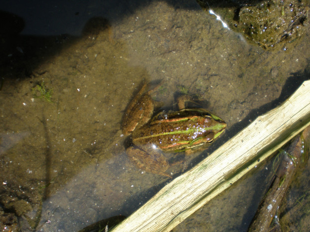Обои картинки фото животные, лягушки