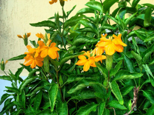 Картинка цветы