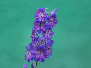 Картинка цветы дельфиниум