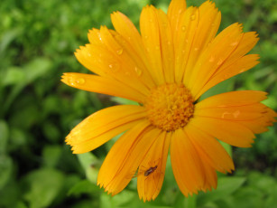 Картинка цветы календула