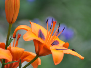 Картинка цветы лилии лилейники