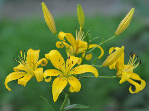 Картинка цветы лилии лилейники