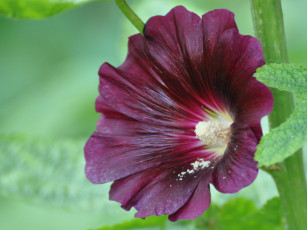 Картинка цветы мальвы